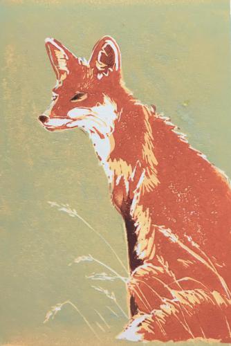 Island Fox